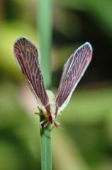 Anotia firebugia
