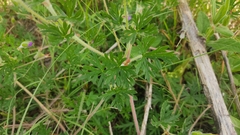 Geranium potentillifolium