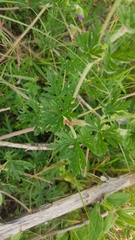 Geranium potentillifolium