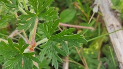 Geranium potentillifolium