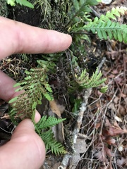 Notogrammitis heterophylla