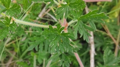 Geranium potentillifolium