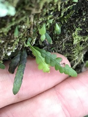 Notogrammitis heterophylla