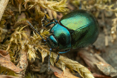 Chrysolinina