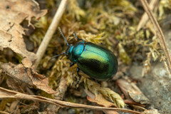 Chrysolinina