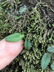 Bulbophyllum pygmaeum