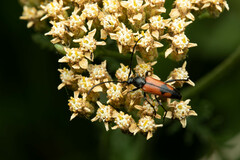 Stenurella bifasciata