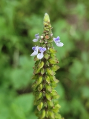 Coleus