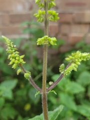 Coleus