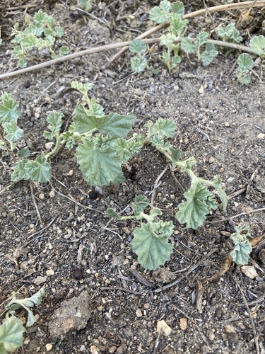iNaturalist observation photo of alkali mallow