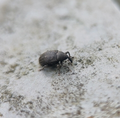 Curculionoidea