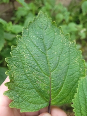 Coleus