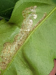 Phyllocnistis citrella