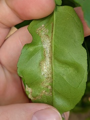 Phyllocnistis citrella