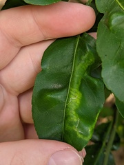 Phyllocnistis citrella