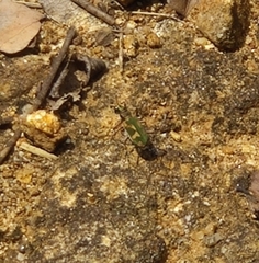 Cicindela calligramma