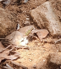 Cicindela calligramma