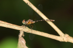 Nannophlebia eludens