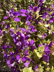 Polygala