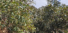 Eucalyptus albopurpurea
