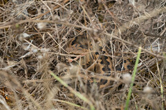 Vipera aspis zinnikeri