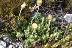 Syncarpha speciosissima