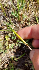 Zoysia minima