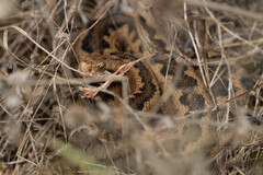 Vipera aspis zinnikeri