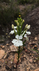 Isotoma hypocrateriformis