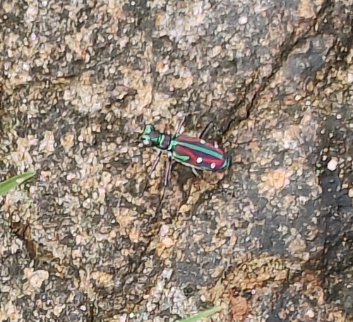 Crimson Tethys Tiger Beetle photo 5