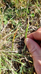 Zoysia minima