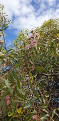 Eucalyptus albopurpurea