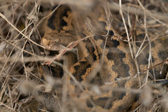 Vipera aspis zinnikeri