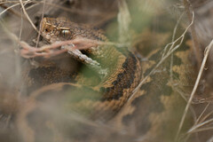 Vipera aspis zinnikeri
