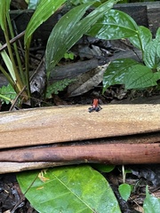 Oophaga pumilio