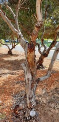 Eucalyptus albopurpurea