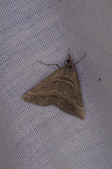 Dichromodes consignata