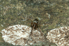Phrurolithus