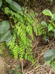 Adiantum tenerum