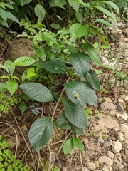 Heliotropium verdcourtii