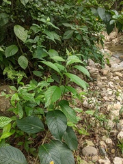 Heliotropium verdcourtii