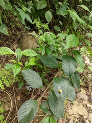 Heliotropium verdcourtii