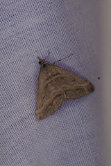 Dichromodes consignata