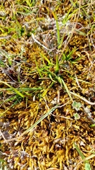 Zoysia minima