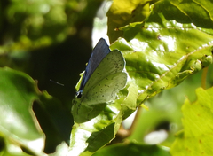 Eirmocides absimilis