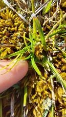 Zoysia minima