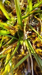 Zoysia minima