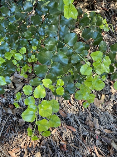 iNaturalist observation photo of hollyleaf cherry