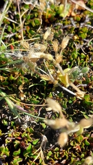 Cerastium semidecandrum