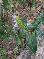 Barleria lupulina